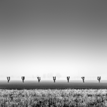 Seven Trees