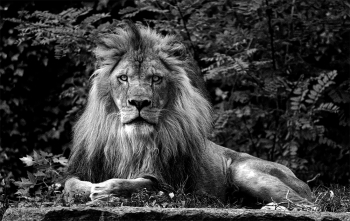 Lion King