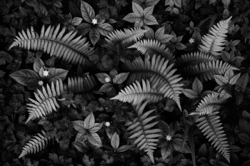Wild Plants