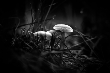 Mushrooms season