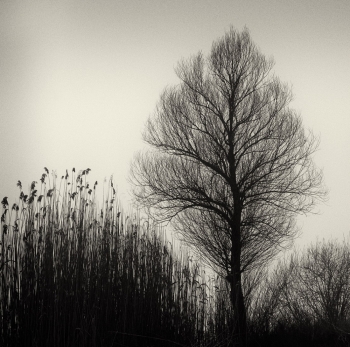 Lines of growth