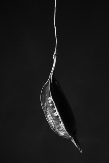 Defamiliarization of nature 