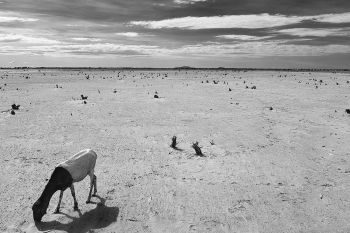 Climate Adaptation