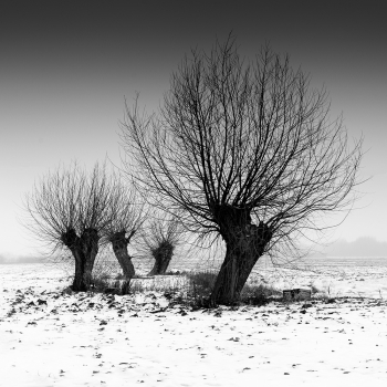 Mazovian Willows