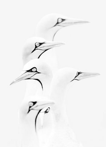 Gannets in the mist