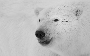Polar Bears