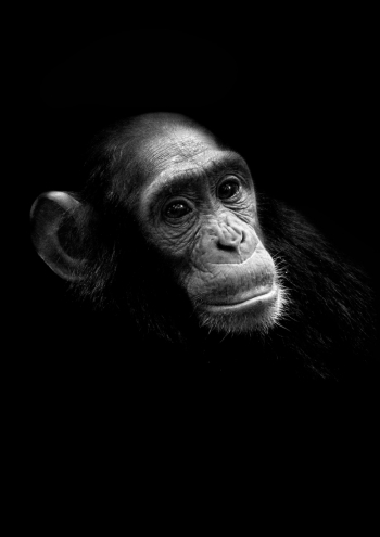 Gorillas and Chimps