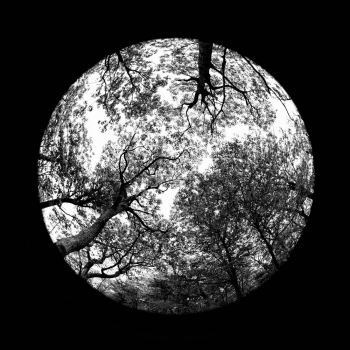 Forrest Mandalas