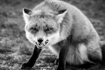 Red Fox Cheesy Grin