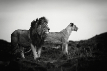 Prowling with lions