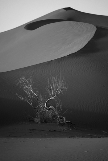SHADOWS OF SILENCE