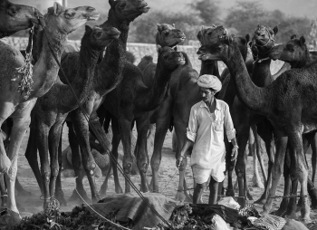 Camels and their keeper