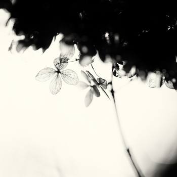 the season of light