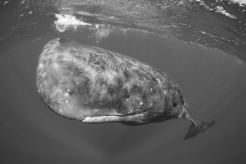 Our Oceans, our Life