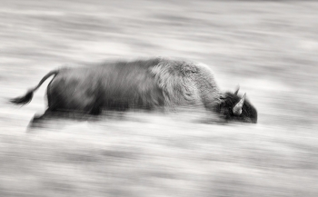 Bison of Yellowstone 