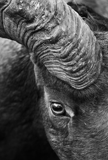 Yellowstone
