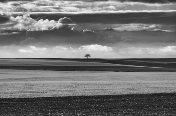 Just a tree.