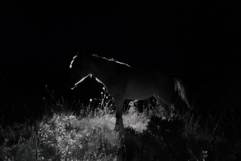 The 9th Horse