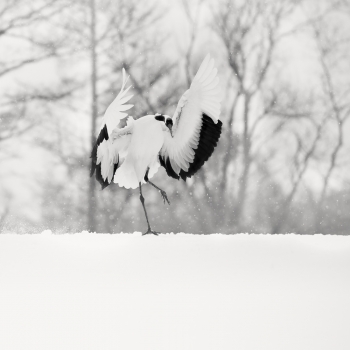 Tsuru