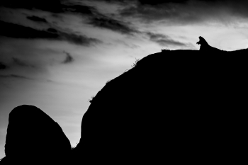 Serengeti wildlife and clouds
