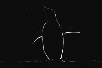 Backlight Penguin