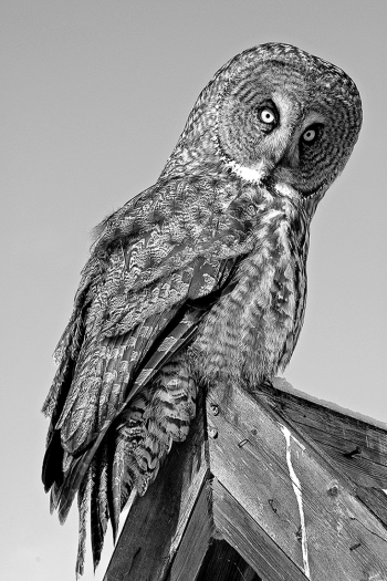 Portraits of wild Great Grey Owls