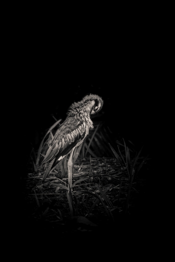 The Curious Curlew
