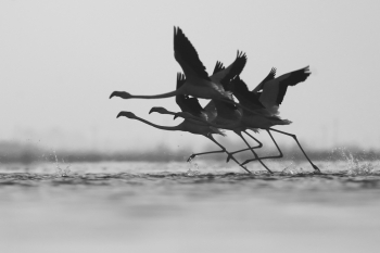 From the life of birds.