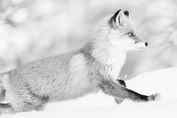 Fox in winter
