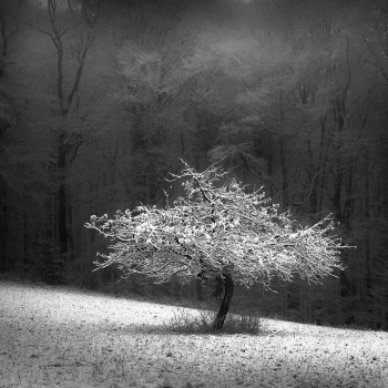 Winter Scenery