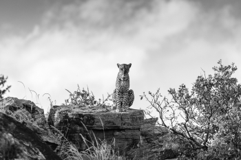 Leopard