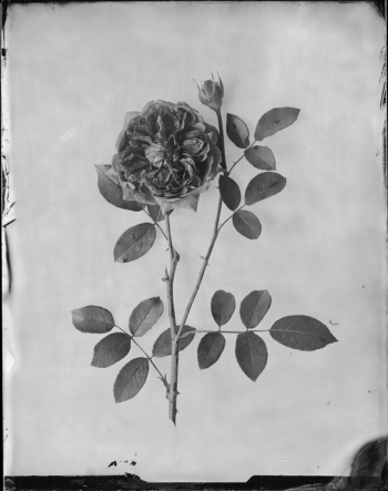 Silver Herbarium