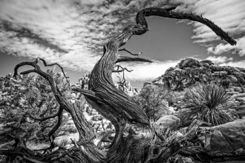 Afterlife at Joshua Tree