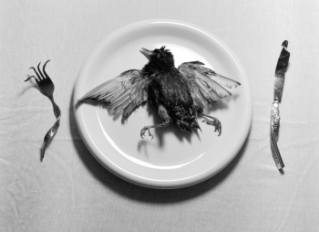 Black Bird