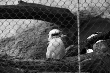 Freedom in Cage