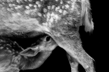 Animals in Isolation