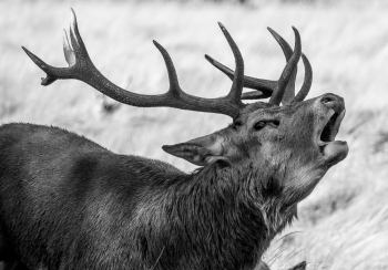 Dominant Male
