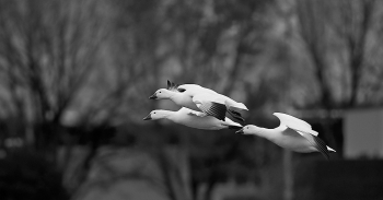 Synchronised