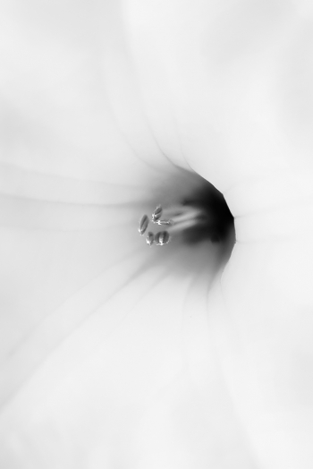 sprouting