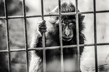 Prisoner