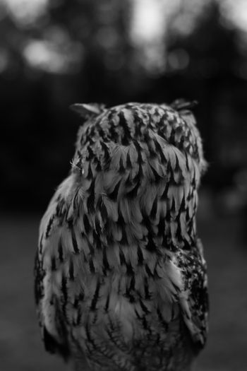 The hunter
