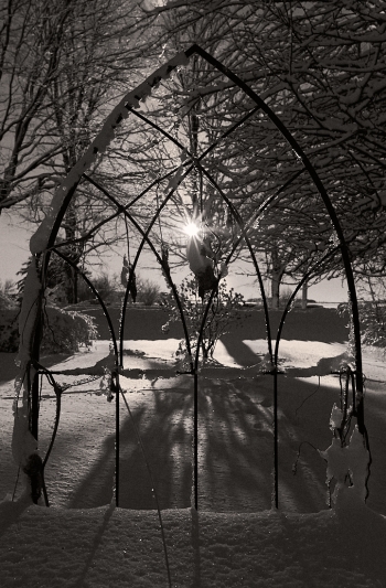 Sunset in the garden