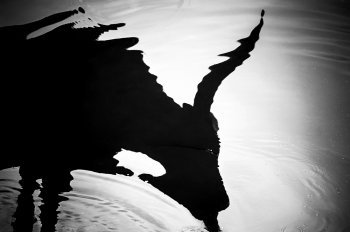 The water cow