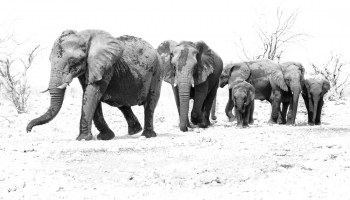Elephant Whispers