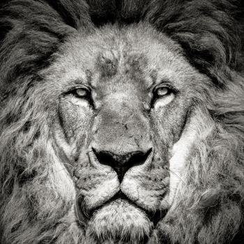 Beyond Regal