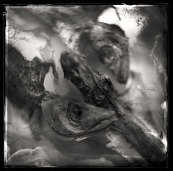 The Fish Project