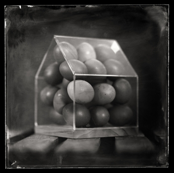 The Egg House
