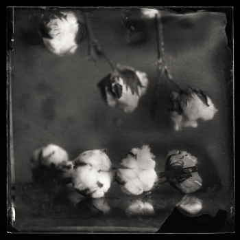 Cotton Balls