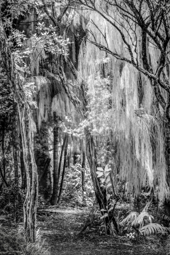 Rotorua Forest
