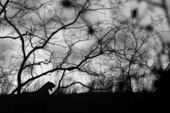 His Kingdom